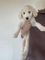 Lisa Marie, a female Great Pyrenees and Pyredoodle for sale in Talking Rock, GA – Photo 2 of 10