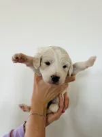 processed/0653e1ea-c266-459c-94d9-b42b5c87e3f1/listing/b748065c-df9b-406f-bf36-c062f7afac7a/34161ca1-40a2-464b-834c-a8021e6a523c