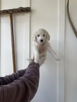 Lisa Marie, a female Great Pyrenees and Pyredoodle for sale in Talking Rock, GA – Photo 3 of 10