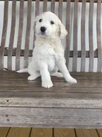 Lisa Marie, a female Great Pyrenees and Pyredoodle for sale in Talking Rock, GA – Photo 1 of 10
