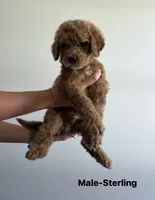Sterling, a male Poodle for sale in Talking Rock, GA – 1 of 4
