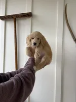 Suede, a female Great Pyrenees and Pyredoodle for sale in Talking Rock, GA – Photo 2 of 10