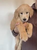 Suede, a female Great Pyrenees and Pyredoodle for sale in Talking Rock, GA – Photo 3 of 10