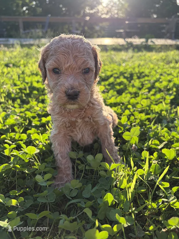 Jet – Poodle - Standard  puppy for sale in Talking Rock, GA