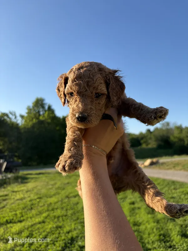 Sterling – Poodle - Standard  puppy for sale in Talking Rock, GA
