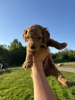 Sterling, a male Poodle for sale in Talking Rock, GA – 2 of 4