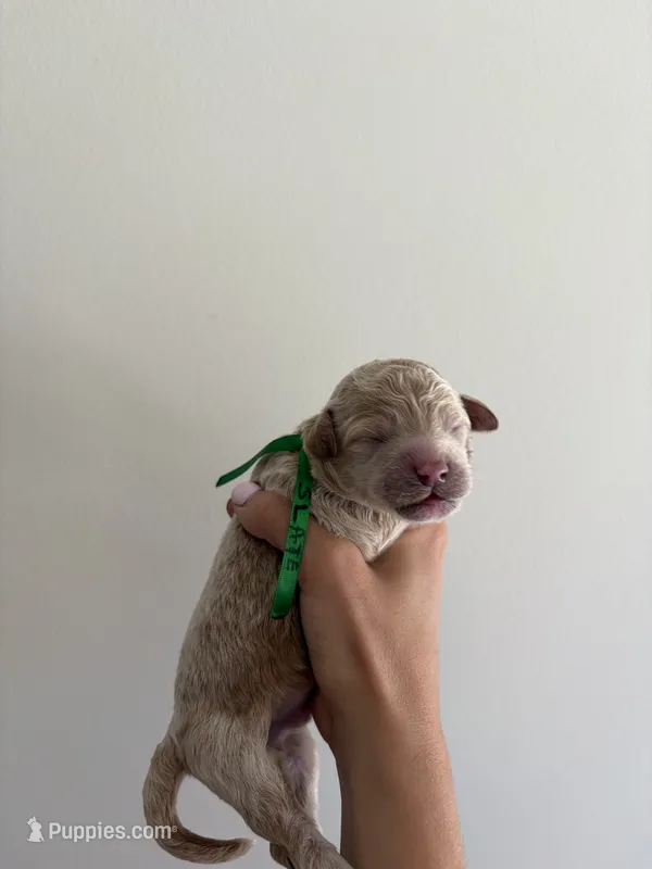 Slate – Poodle - Standard  puppy for sale in Talking Rock, GA
