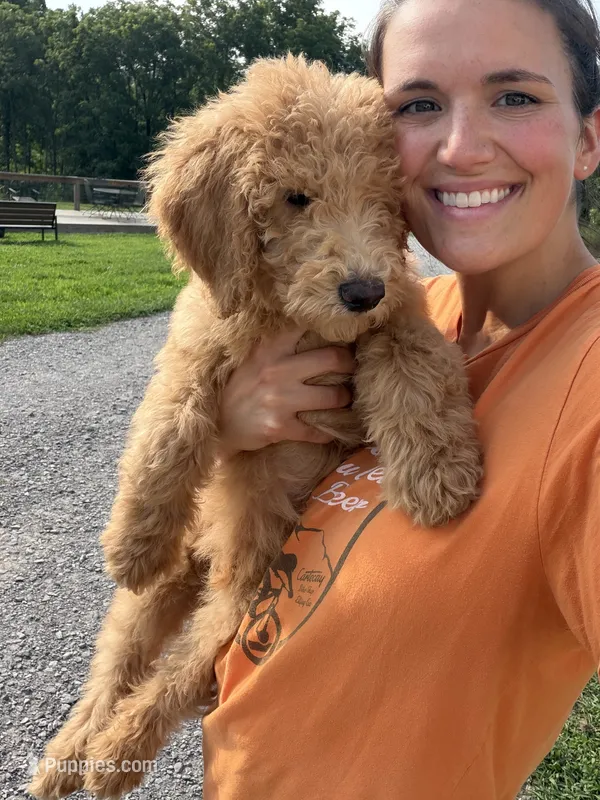 Onyx – Poodle, Poodle - Standard  puppy for sale in Talking Rock, GA