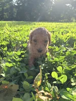 Amber , a female Poodle for sale in Talking Rock, GA – 3 of 5