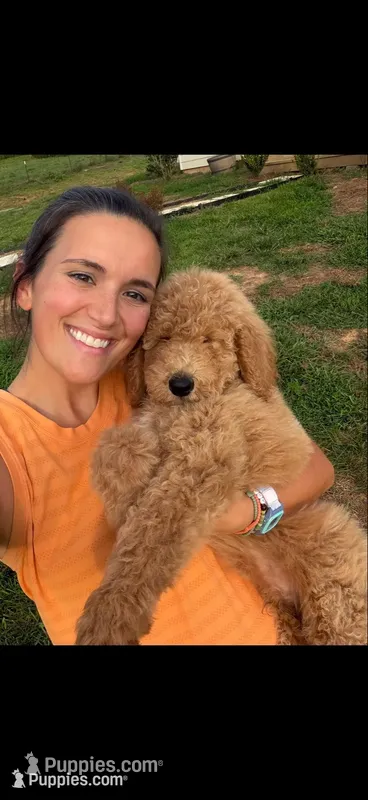 Jasper – Poodle, Poodle - Standard  puppy for sale in Talking Rock, GA