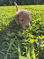Opal, a female Poodle for sale in Talking Rock, GA – 3 of 6