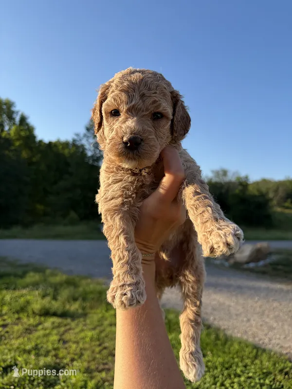Jet – Poodle - Standard  puppy for sale in Talking Rock, GA