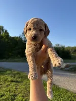 Jet, a male Poodle for sale in Talking Rock, GA – 2 of 4