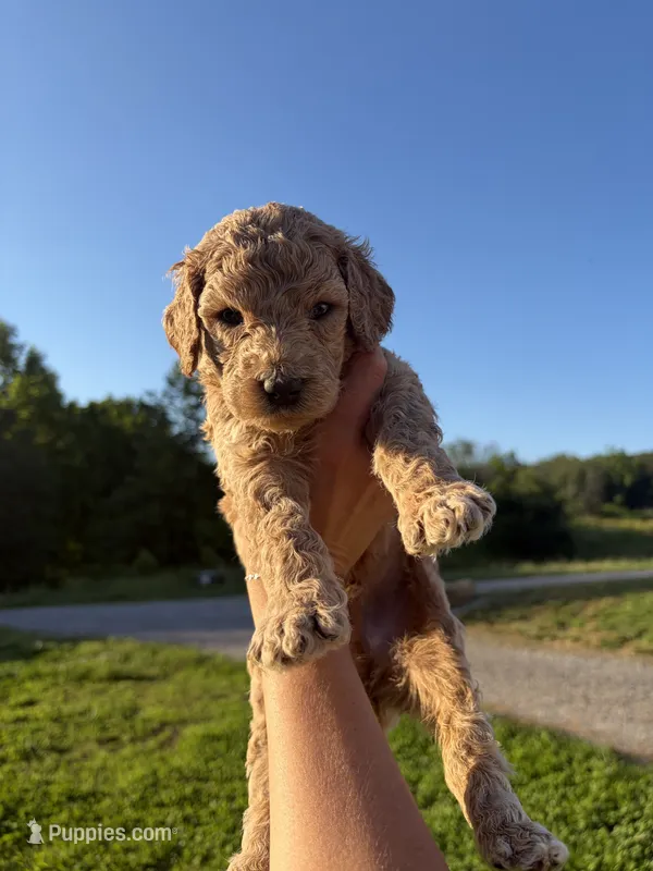 Flint – Poodle - Standard  puppy for sale in Talking Rock, GA