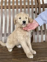 Elvis, a male Great Pyrenees and Pyredoodle for sale in Talking Rock, GA – Photo 1 of 8