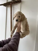 Elvis, a male Great Pyrenees and Pyredoodle for sale in Talking Rock, GA – Photo 3 of 8