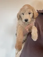Elvis, a male Great Pyrenees and Pyredoodle for sale in Talking Rock, GA – Photo 2 of 8