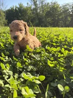 Diamond, a female Poodle for sale in Talking Rock, GA – 5 of 6