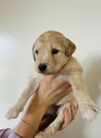 processed/0653e1ea-c266-459c-94d9-b42b5c87e3f1/listing/f98e9803-1ac1-4554-acec-370b5986ff2c/26ac8ea3-0f42-46c9-938f-713e6767a27f