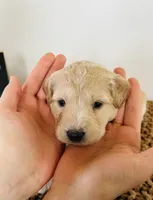 processed/0653e1ea-c266-459c-94d9-b42b5c87e3f1/listing/f98e9803-1ac1-4554-acec-370b5986ff2c/74d589ee-44bb-42f3-81ee-8b56b0c7b04a