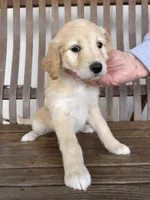 Presley, a female Great Pyrenees and Pyredoodle for sale in Talking Rock, GA – Photo 1 of 9
