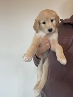 Presley, a female Great Pyrenees and Pyredoodle for sale in Talking Rock, GA – Photo 3 of 9