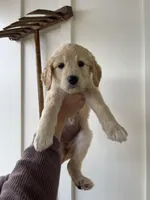 Presley, a female Great Pyrenees and Pyredoodle for sale in Talking Rock, GA – Photo 2 of 9