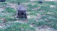 Baby girl # 2, a female American Bully for sale in Lexington, SC – 8 of 9