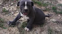 Baby Boy # 1, a male American Bully for sale in Lexington, SC – 4 of 7