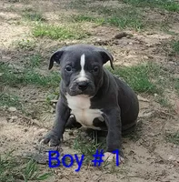 Baby Boy # 1, a male American Bully for sale in Lexington, SC – 1 of 7