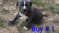 Baby Boy # 1, a male American Bully for sale in Lexington, SC – 3 of 7