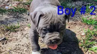 Baby boy # 2, a male American Bully for sale in Lexington, SC – 3 of 7