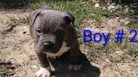 Baby boy # 2, a male American Bully for sale in Lexington, SC – 4 of 7