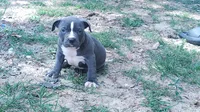 Baby Boy # 1, a male American Bully for sale in Lexington, SC – 6 of 7