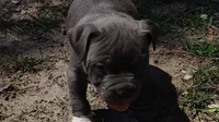 Baby boy # 2, a male American Bully for sale in Lexington, SC – 5 of 7