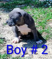 Baby boy # 2, a male American Bully for sale in Lexington, SC – 2 of 7