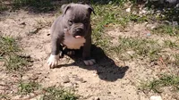 Baby boy # 2, a male American Bully for sale in Lexington, SC – 7 of 7