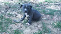 Baby Boy # 1, a male American Bully for sale in Lexington, SC – 5 of 7