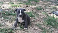Baby Boy # 1, a male American Bully for sale in Lexington, SC – 7 of 7