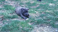 Baby girl # 2, a female American Bully for sale in Lexington, SC – 3 of 9
