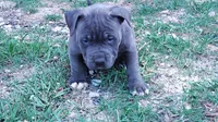 Baby girl # 2, a female American Bully for sale in Lexington, SC – 4 of 9