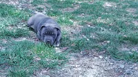 Baby girl # 2, a female American Bully for sale in Lexington, SC – 5 of 9