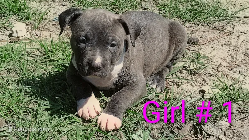 Baby girl # 1 – American Bully puppy for sale in Lexington, SC