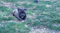 Baby girl # 2, a female American Bully for sale in Lexington, SC – 2 of 9