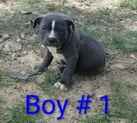 Baby Boy # 1, a male American Bully for sale in Lexington, SC – 2 of 7