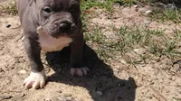 Baby boy # 2, a male American Bully for sale in Lexington, SC – 6 of 7