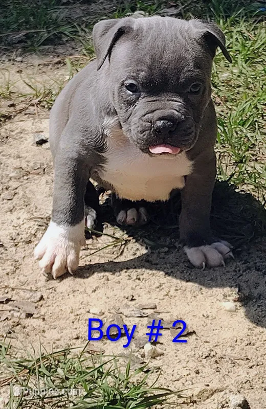 Baby boy # 2 – American Bully puppy for sale in Lexington, SC