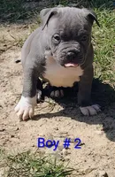 Baby boy # 2, a male American Bully for sale in Lexington, SC – 1 of 7