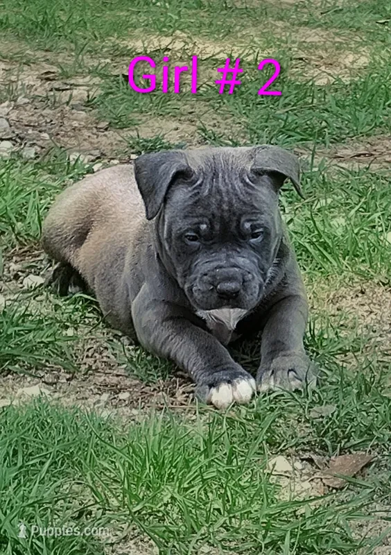 Baby girl # 2 – American Bully puppy for sale in Lexington, SC