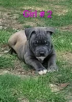 Baby girl # 2, a female American Bully for sale in Lexington, SC – 1 of 9